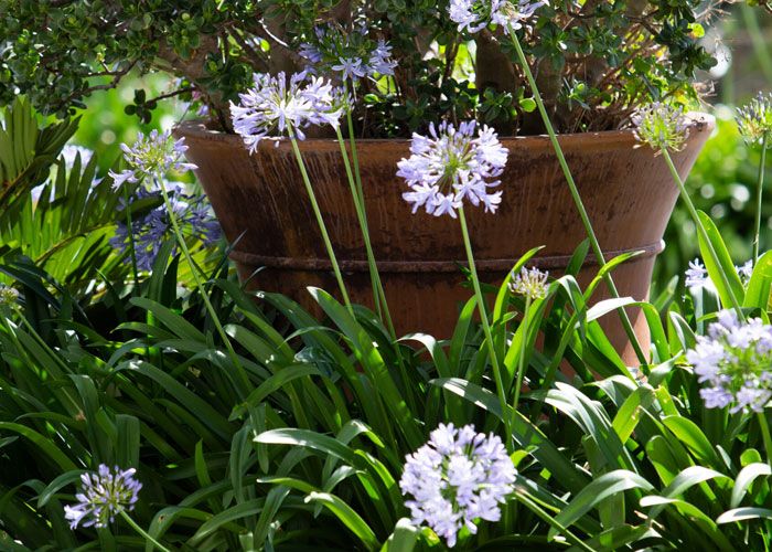 Peaceful garden flowers at Burpengary Manor Aged Care, reflecting a dignified and respectful care environment.